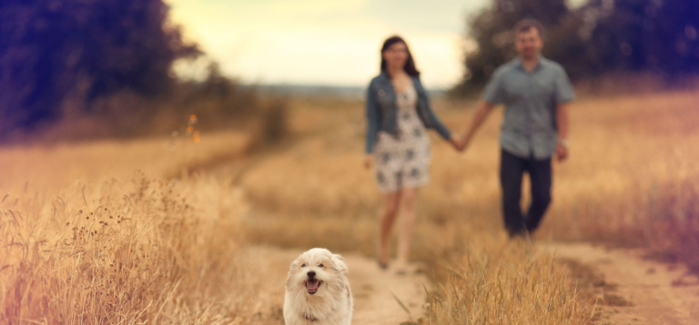 psychotherapy Denver, clinical counseling Wheat Ridge, mental wellness therapy Colorado, talk therapy Denver, professional therapist near me, counseling center Wheat Ridge