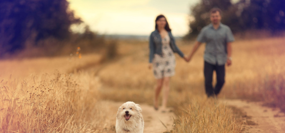 psychotherapy Denver, clinical counseling Wheat Ridge, mental wellness therapy Colorado, talk therapy Denver, professional therapist near me, counseling center Wheat Ridge