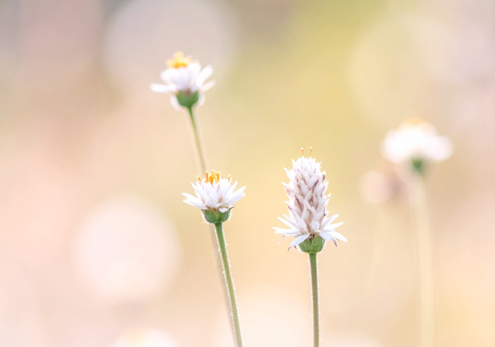 Denver couples counseling, marriage counseling Denver, couples therapist near me Denver, relationship counseling Denver CO, Denver therapy for couples, best couples therapist Denver